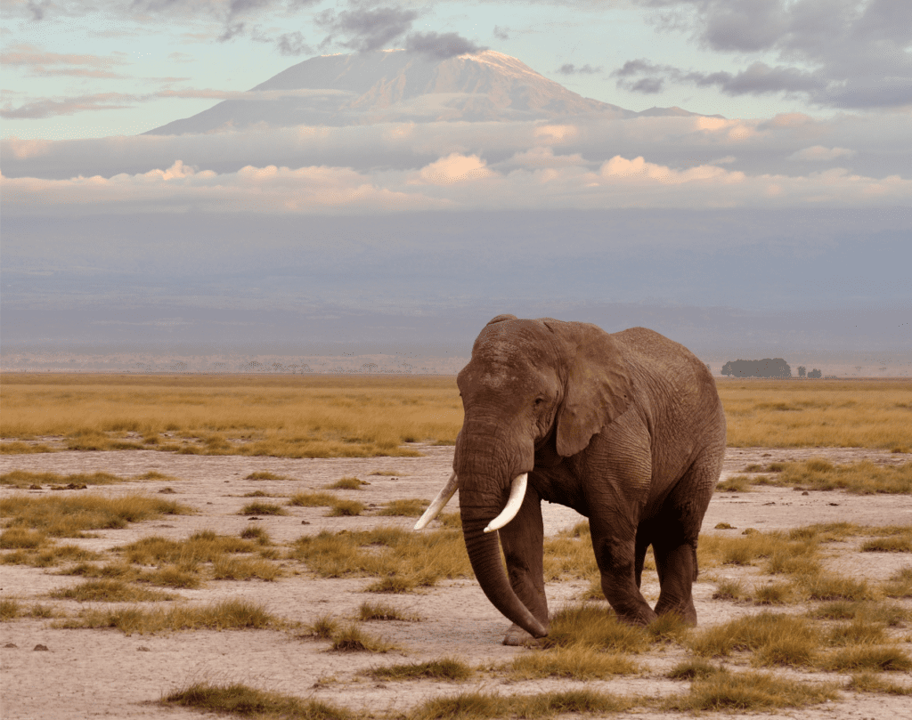 Kilimanjaro Host