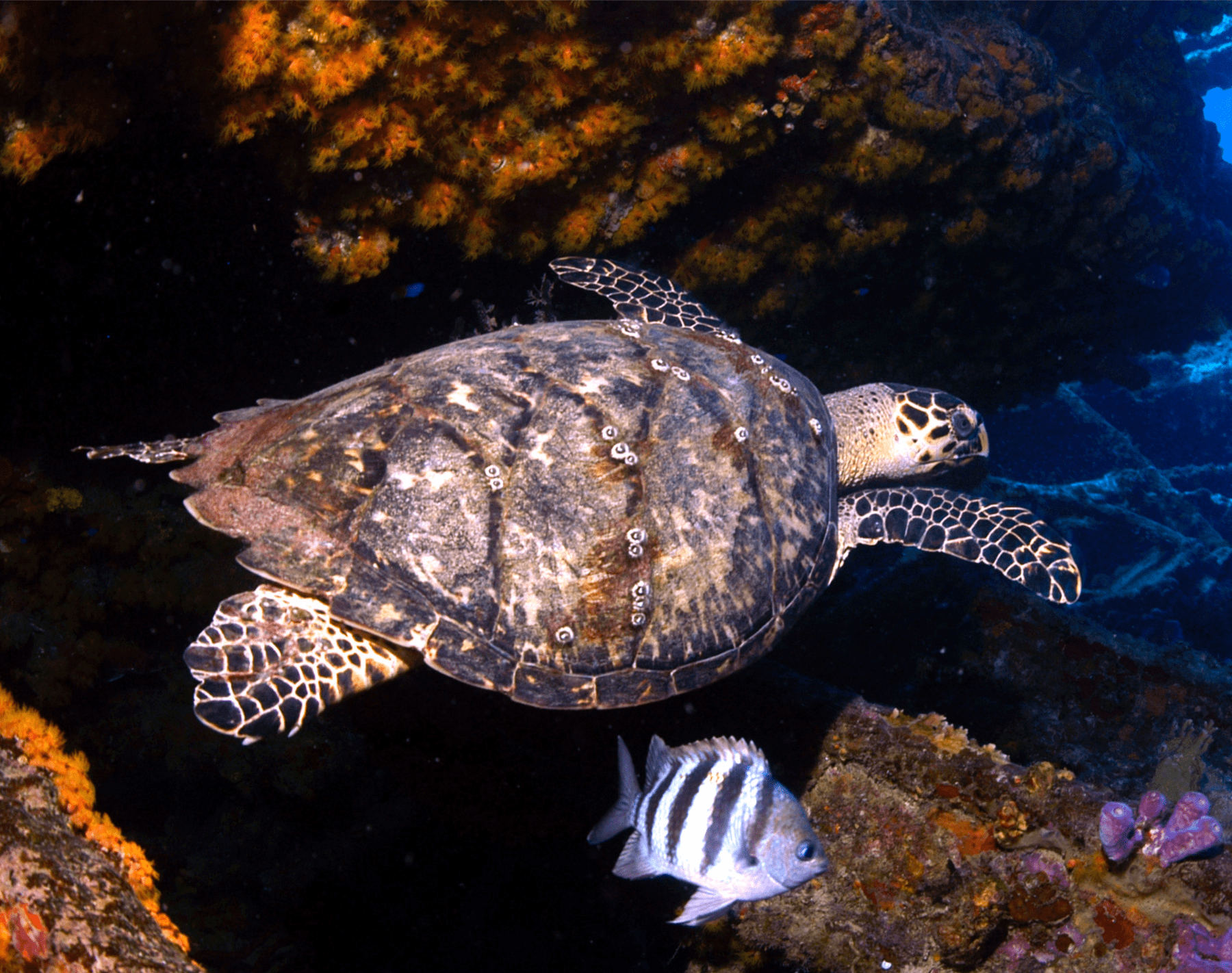 Diving Friend