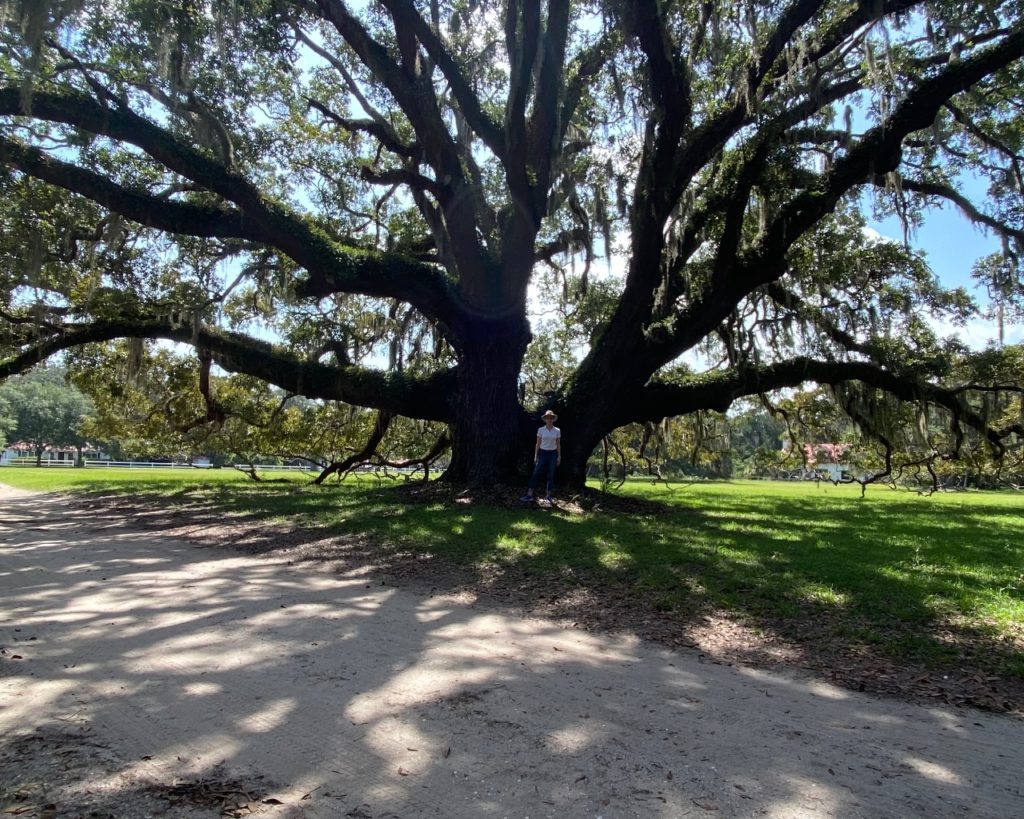 Live Oak in the Front of the Greyfield Inn