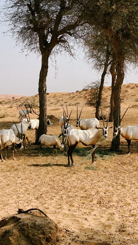 Oryx wander throughout the outskirts of theresort