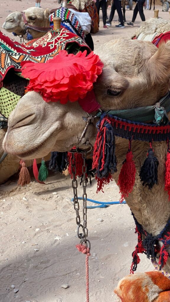 All decked out in her finery