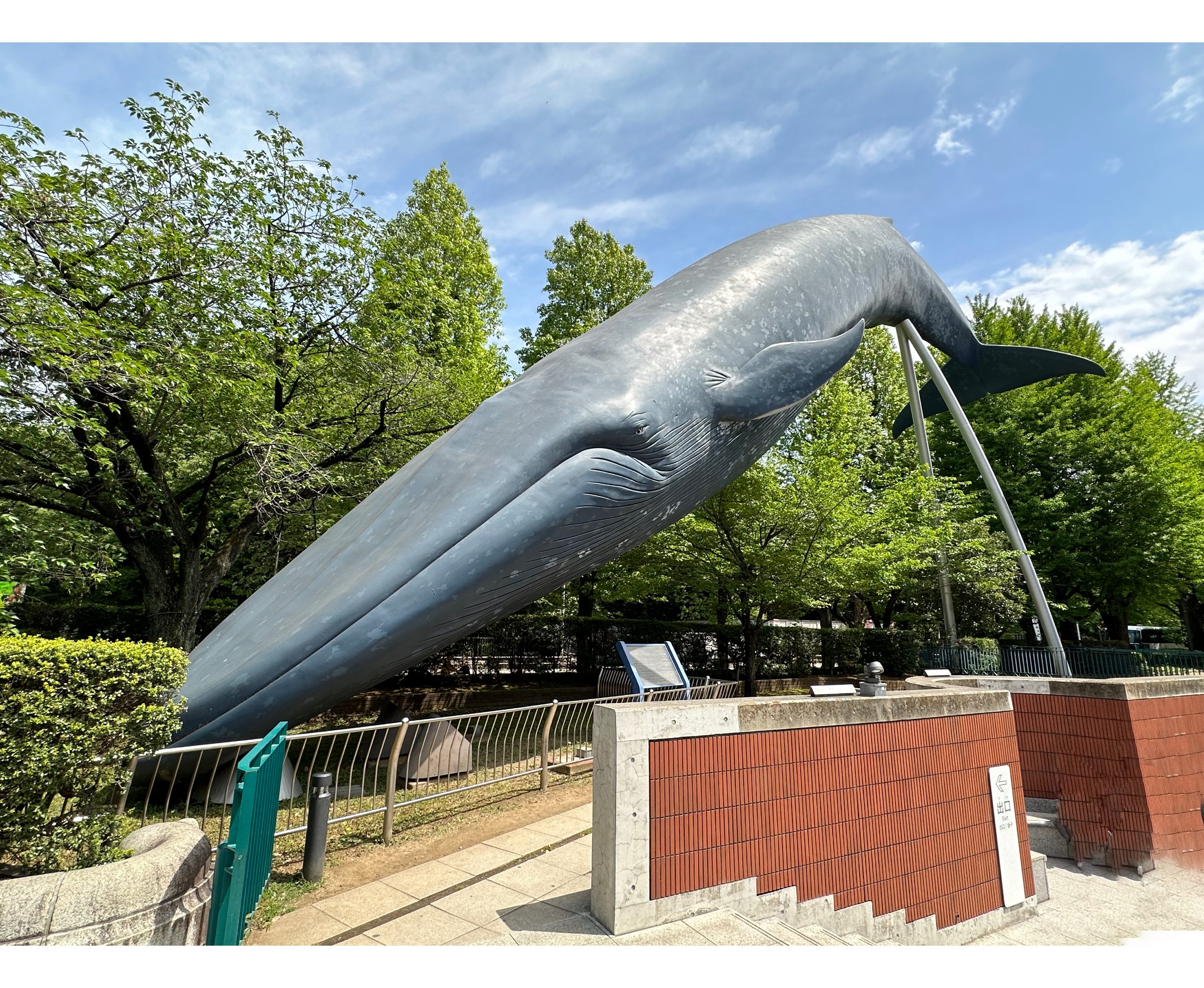 Full scale model of a Blue Whale