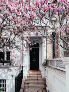 Magnolia tree is blooming in front of this elegant apartment in Mayfair