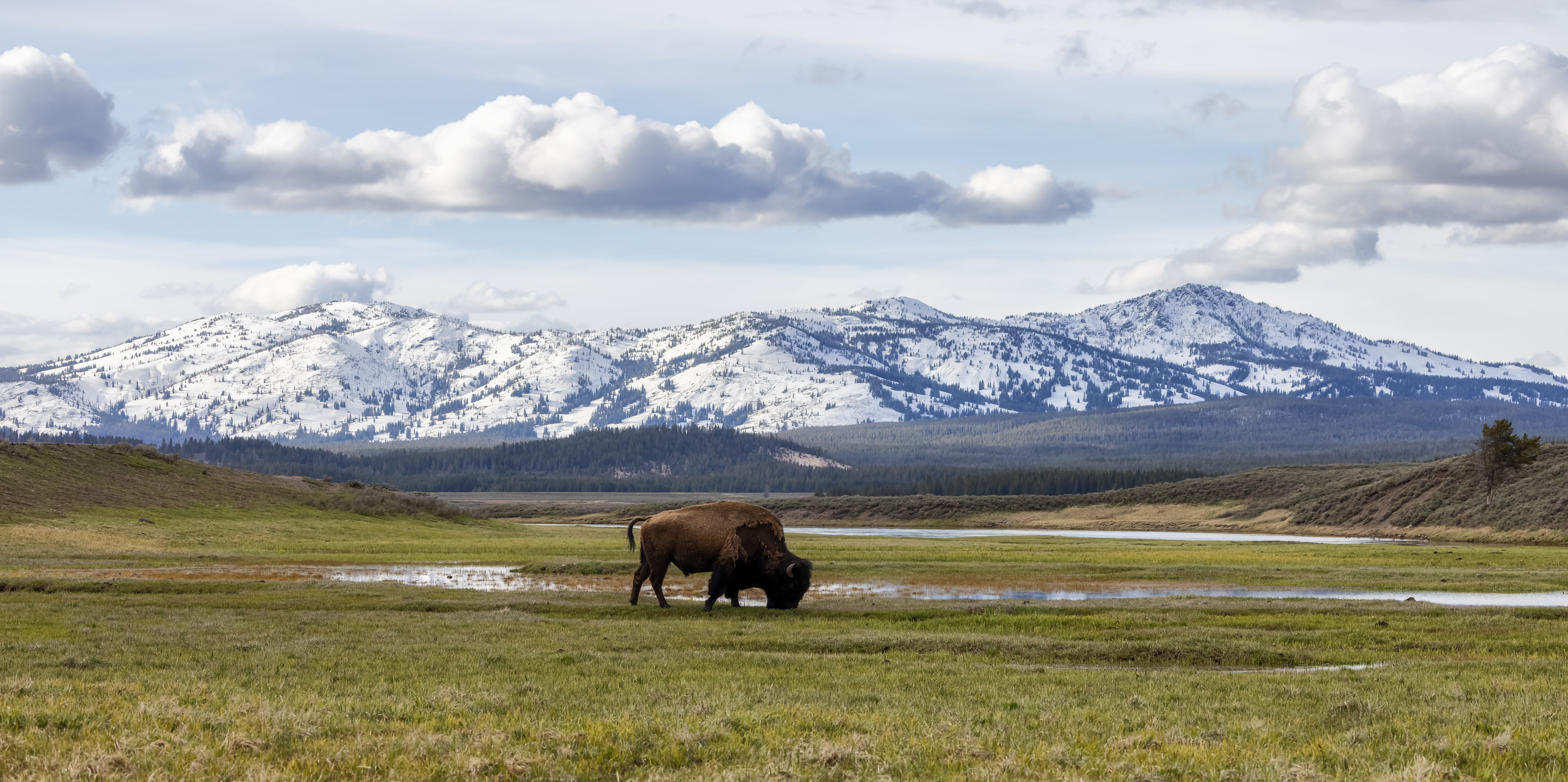 Bison eating grass in American Landscape. Yellowstone National Park.