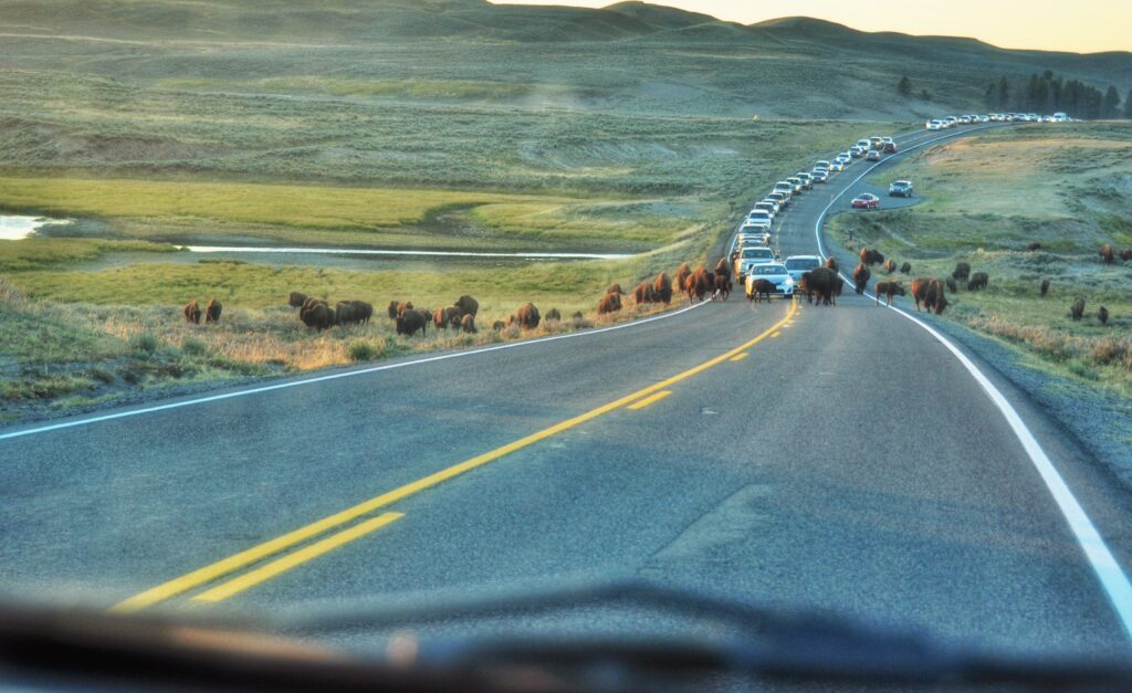 Bison crosswalks are not well marked