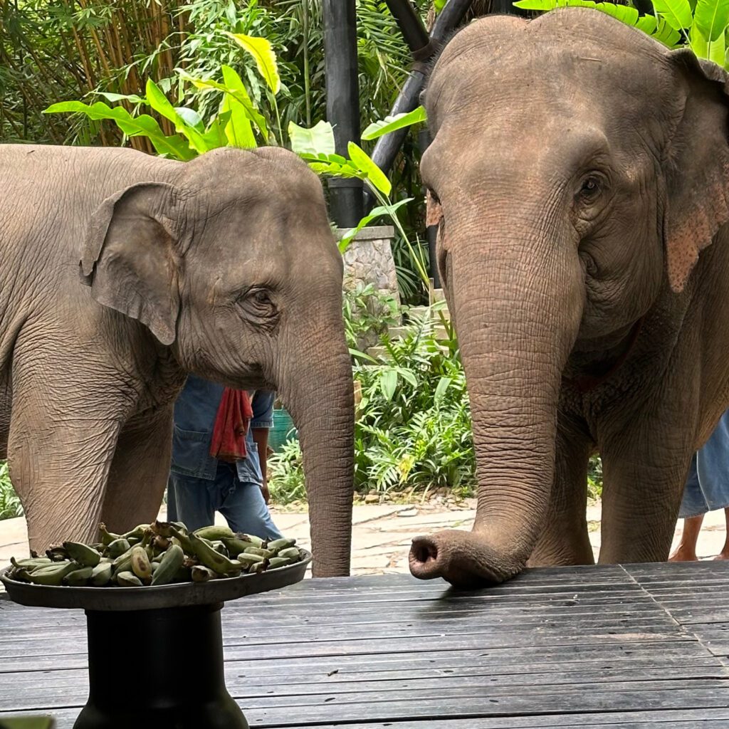 These two elephants have arrived for their breakfast of bananas and cucumbers