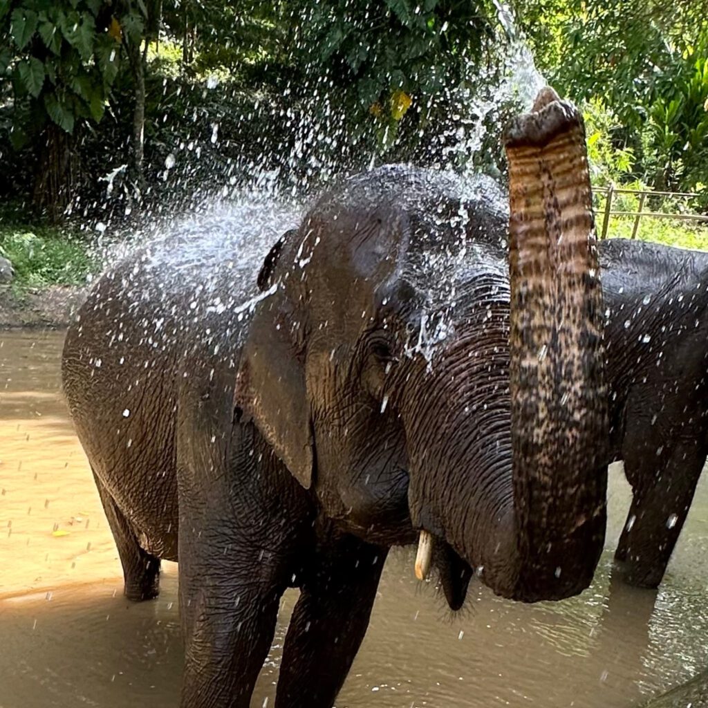 Elephant Camp Communal Shower