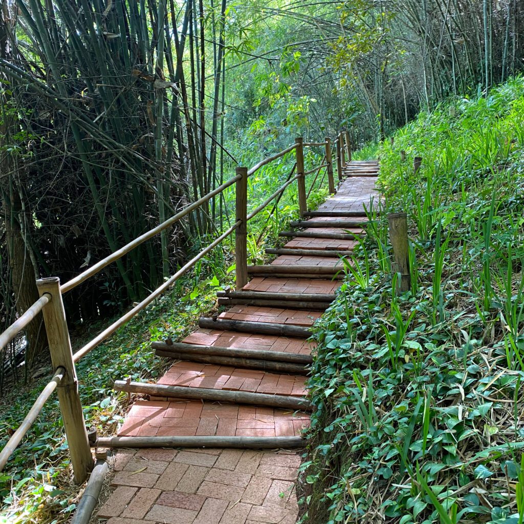 Jungle pathways go up, down and all around!