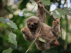 A Sloth in Costa Rica