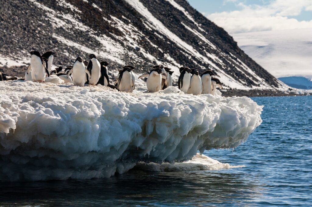 Adelie penguins on the White Continent