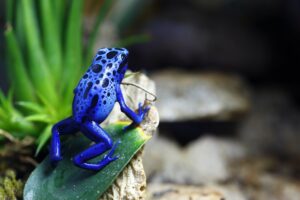 Blue Poison Dart Frog