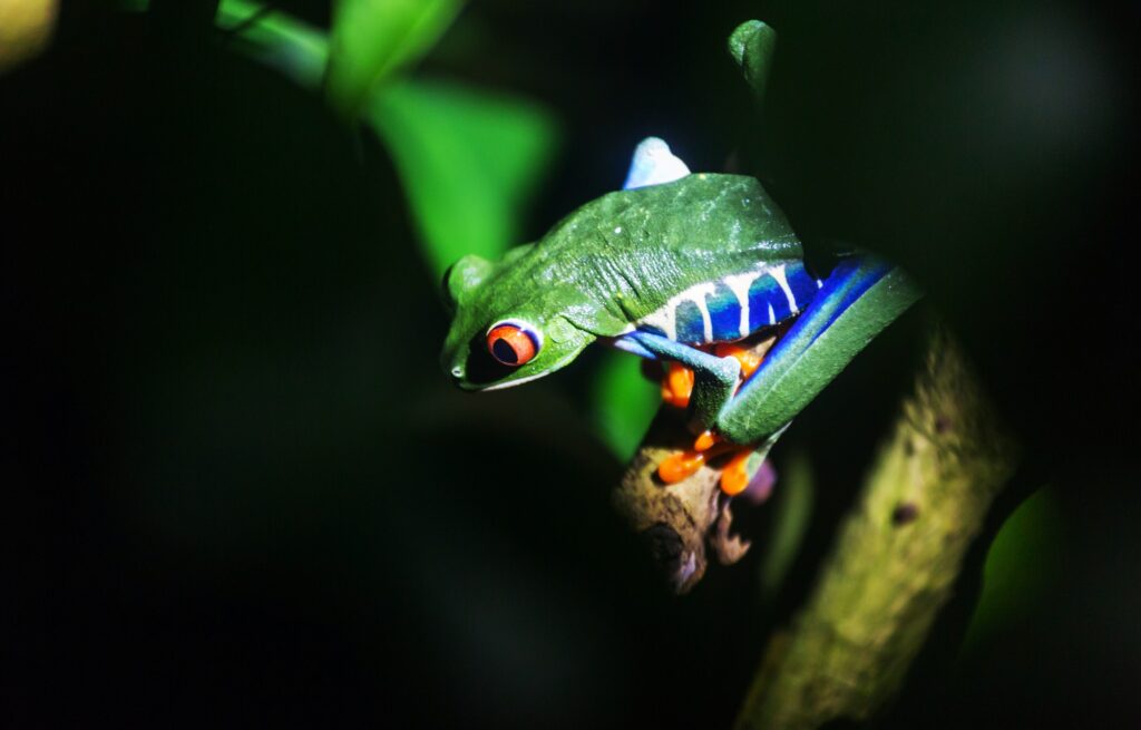 Frog in Costa Rica