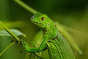 Green lizard