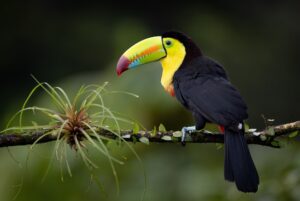 Keel-billed Toucan in Costa Rica