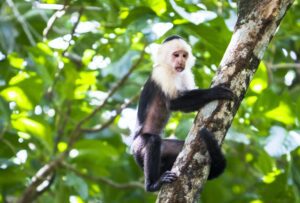 White-faced Capuchin Monkey in a Tree in Costa Rica