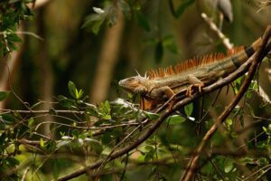 Wild green iguana with spiky back lying on branch in jungle of Costa Rica