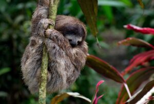 Young sloth hanging in a small tree in the garden of our holiday rental