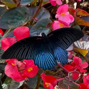 Papilio Memnon Butterfly of Chiang Rai Provence