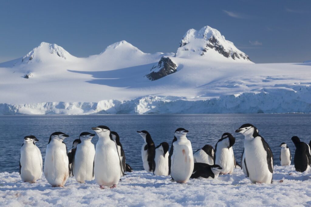Chinstrap penguins on Half Moon Island, in the South Shetland Islands, Antarctica