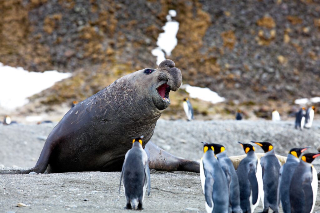 Large walrus and a group of emperor penguins on the White Continent