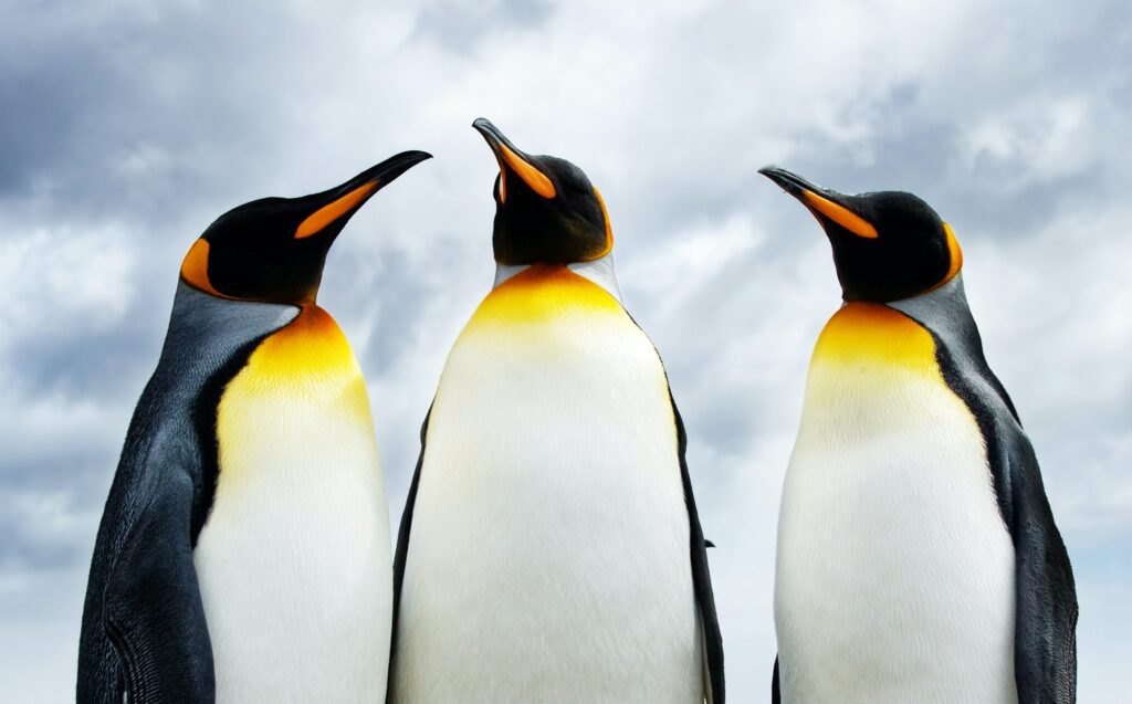 Three King Penguins on the White Continent