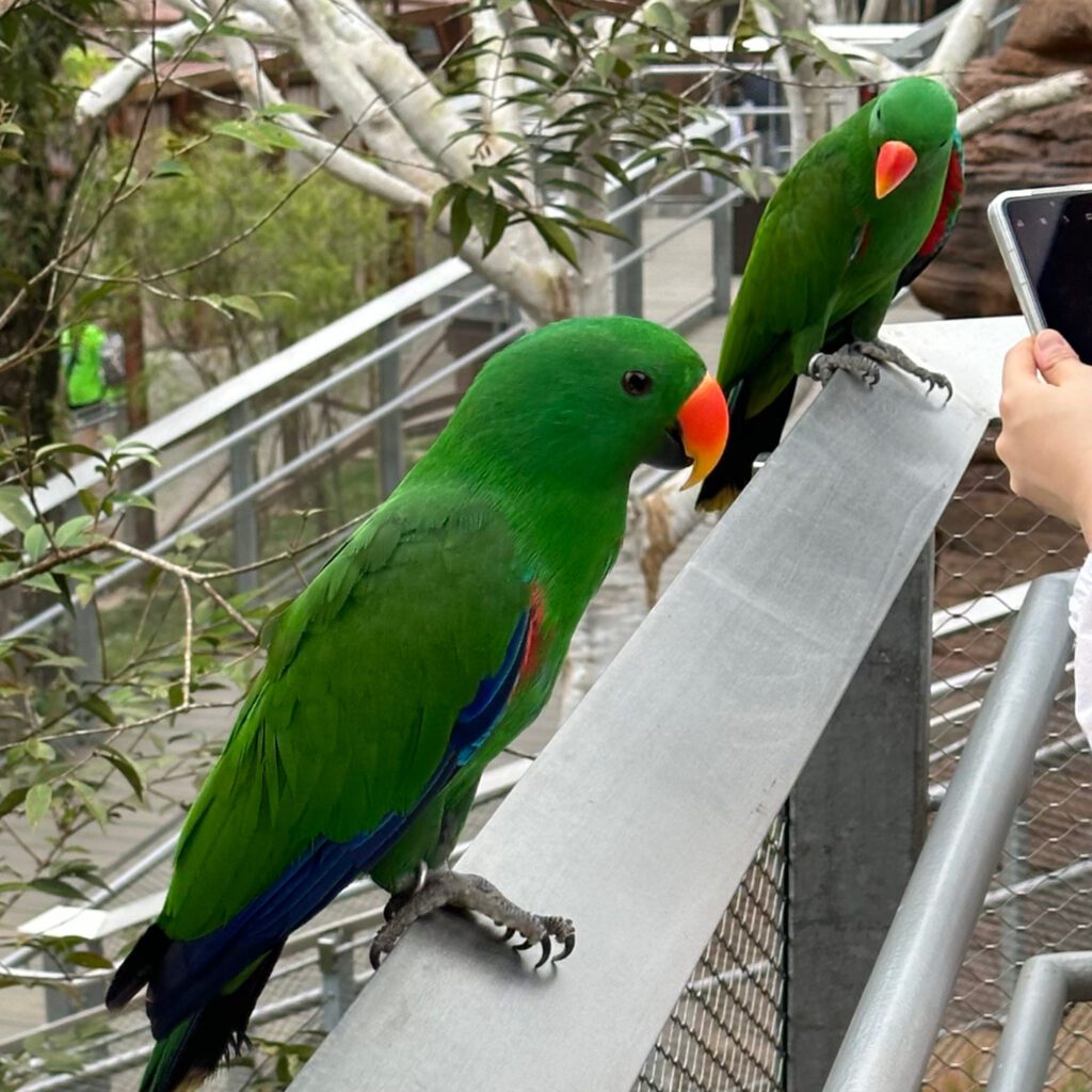 Up Close encounters in the Bird Paradise