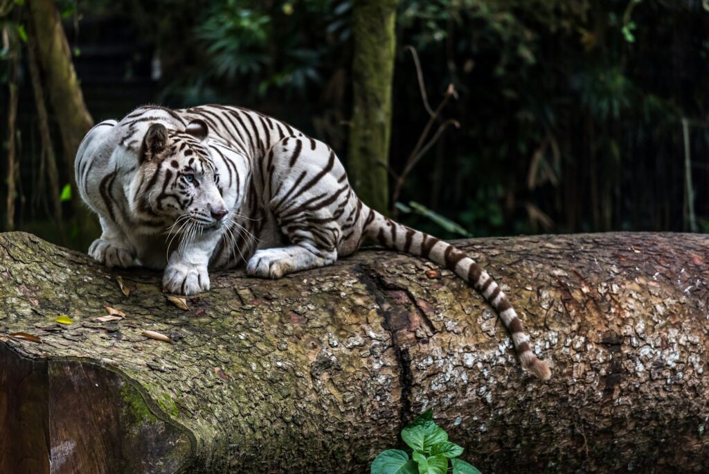White Tiger sighting at the Singapore Zoo.