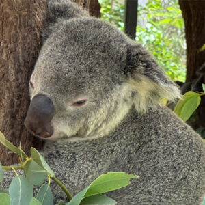 Sydney Zoo Star